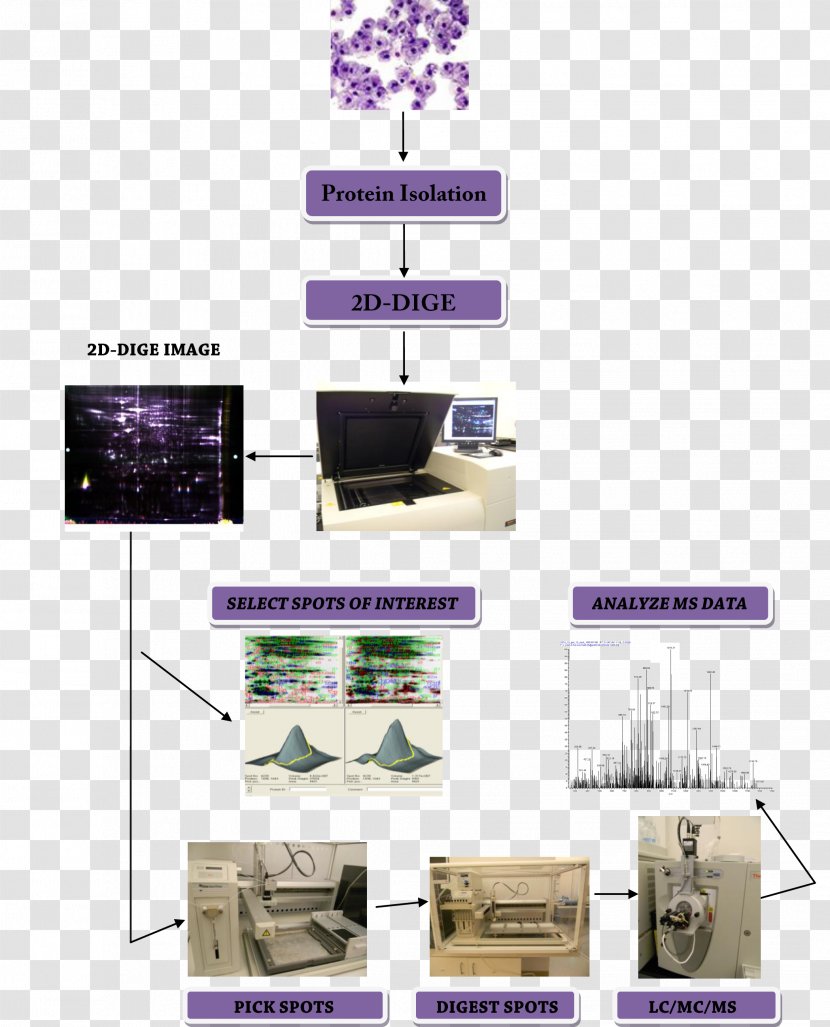 Difference Gel Electrophoresis Proteomics Two-dimensional Space - Angle Transparent PNG