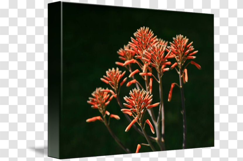 Aloe Vera Fine Art Printmaking Succulent Plant - Border Transparent PNG