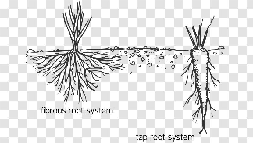 Fibrous Root System Taproot Diagram Plant - Silhouette - Of The Transparent PNG