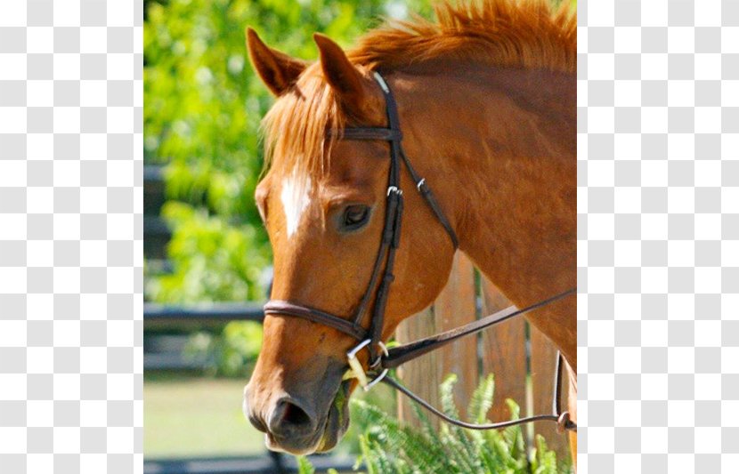 Gelding Thoroughbred Stallion Mare Halter - Horse Footprint Transparent PNG