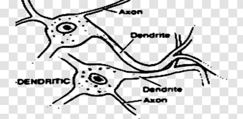 Dendrodendritic Synapse /m/02csf Synaptogenesis Carnivores - Frame - Chemical Electrical Transparent PNG