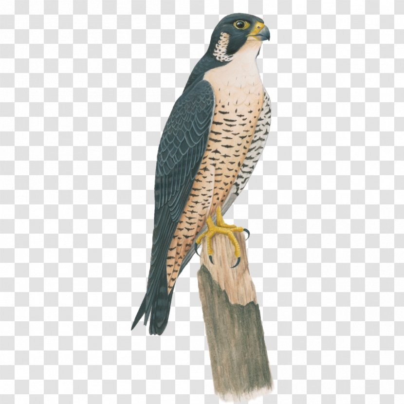Birds Of North America Peregrine Falcon Anna's Hummingbird - Animal Transparent PNG
