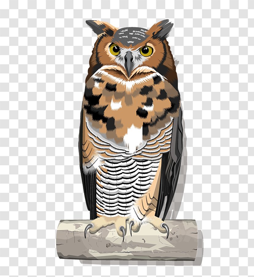 Academy Expert - Owl - Eule Transparent PNG