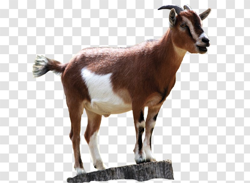 Boer Goat Black Bengal Sheep Rove Transparent PNG