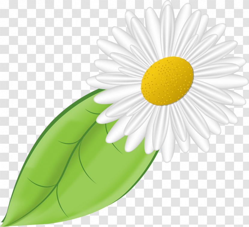 Daisy Family German Chamomile Flower - Gerbera - Camomile Transparent PNG