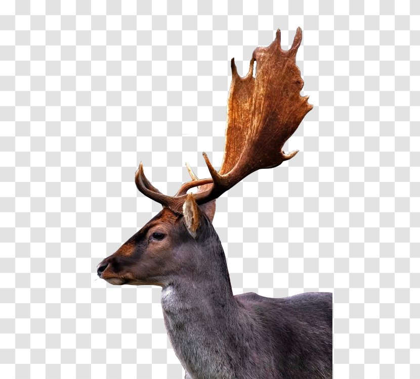 Reindeer Deer Horn - Wildlife - Long Ears Transparent PNG