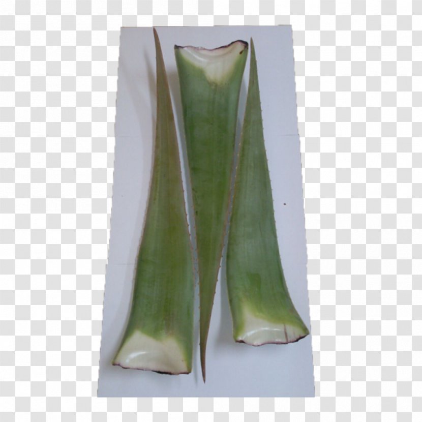 Jugo De Aloe Vera Leaf Food Fruchtsaft - Plant - Water Transparent PNG