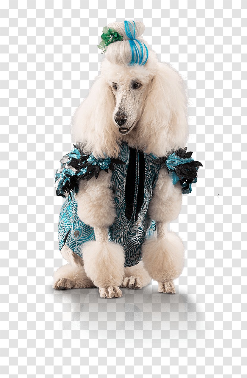 Standard Poodle Miniature Puppy Dog Breed - Pound Puppies Bulldog Transparent PNG