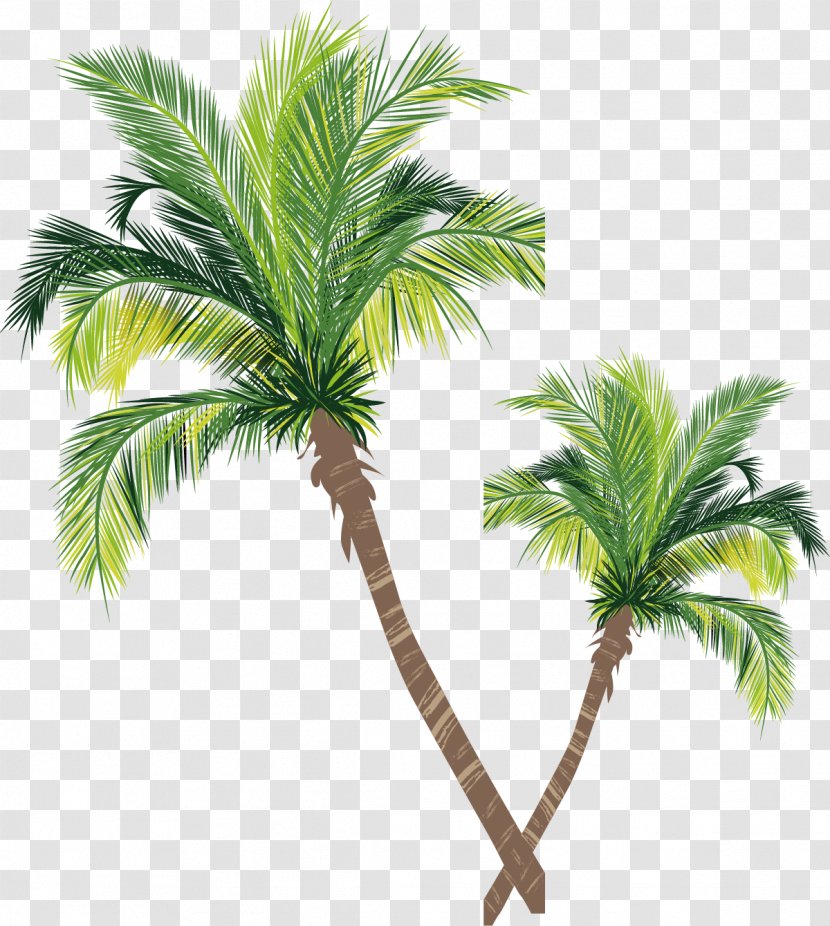 Asian Palmyra Palm Coconut Tree Euclidean Vector - Date - Material Transparent PNG