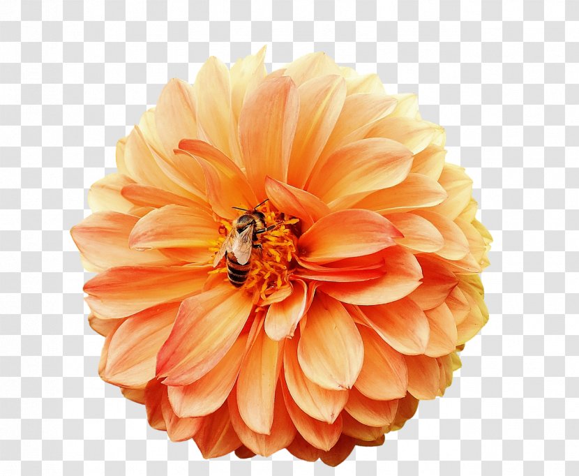 Flowers Background - Yellow - Cut Artificial Flower Transparent PNG