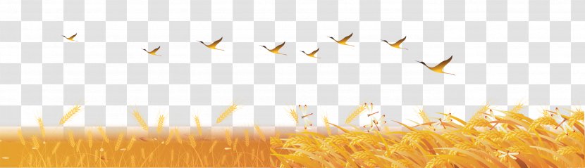Wheat Sky Sunlight Desktop Wallpaper Yellow - Field Transparent PNG