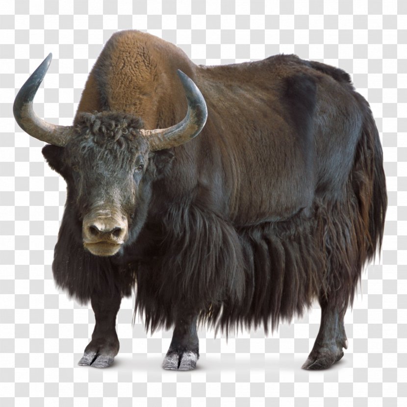 Domestic Yak Wild Tibet - Wildlife - Livestock Transparent PNG