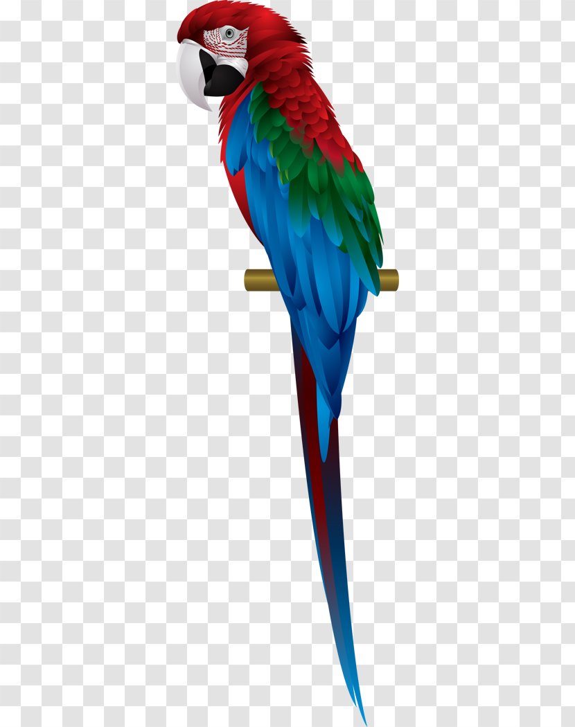 Parrot Scarlet Macaw Red-and-green Blue-and-yellow - Hyacinth Transparent PNG