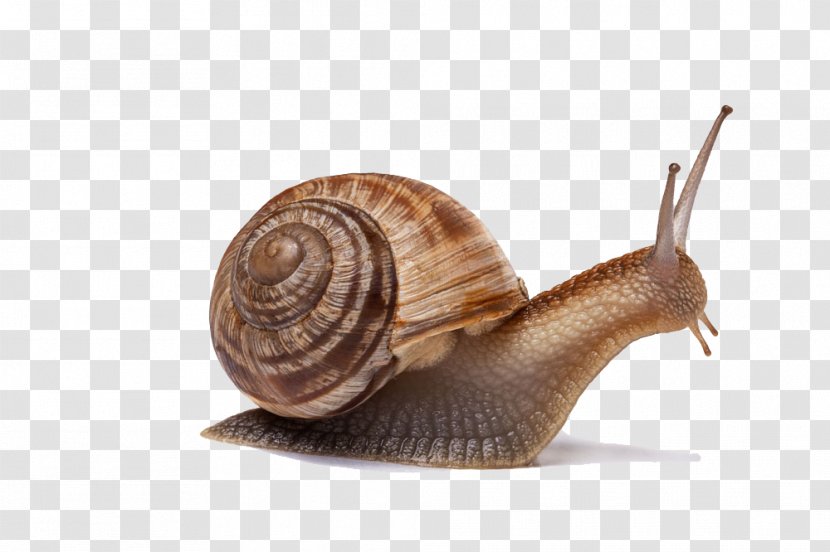 Gastropods Insect Little Snail Gastropod Shell - Molluscs - Creative Transparent PNG
