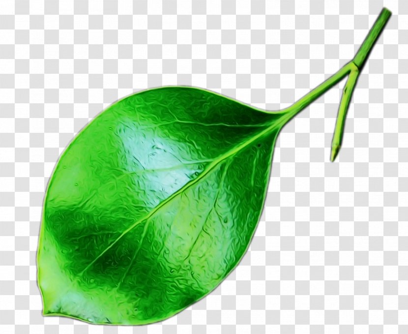 Leaf Green Plant Flower Anthurium - Stem Transparent PNG