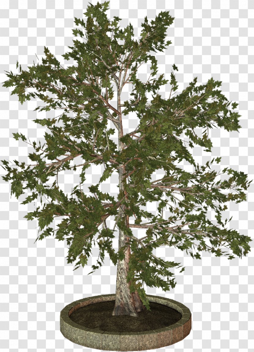 Treelet Woody Plant Clip Art - Bonsai - Fir-tree Transparent PNG