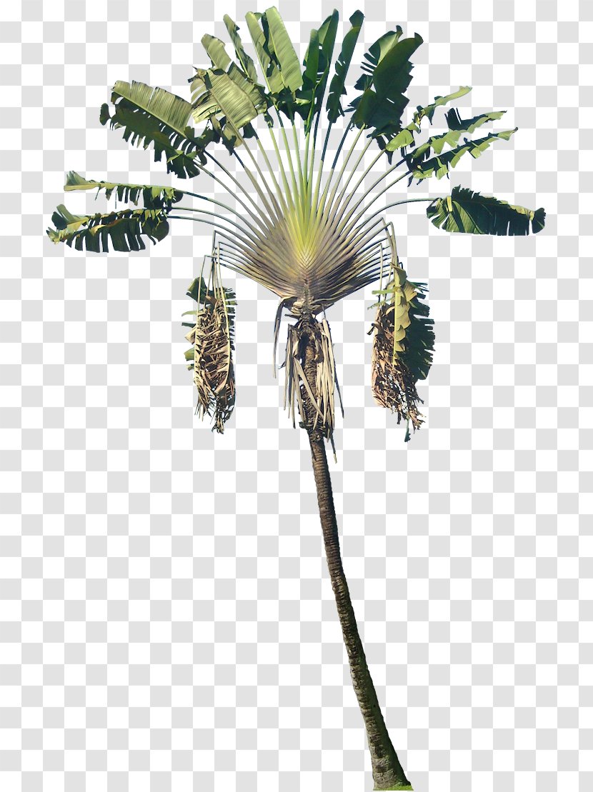 Arecaceae Plant Ravenala Madagascariensis Phanera Purpurea Tree - Strelitziaceae - Tropical Transparent PNG