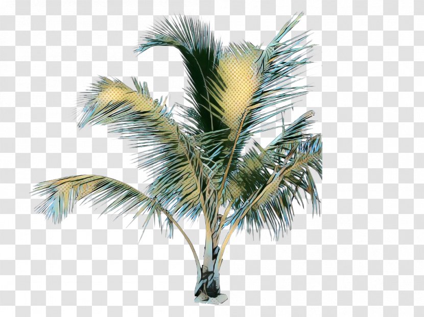 Palm Tree - Desert Attalea Speciosa Transparent PNG