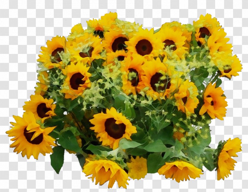 Sunflower - Yellow - Vegetarian Food Petal Transparent PNG