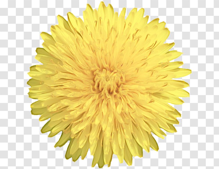 Flowers Background - Flower - Pompom Sunflower Transparent PNG