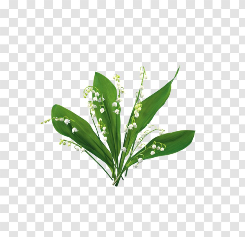 Blog Clip Art - Plant - Watercolor Green Greenery Laurel Transparent PNG