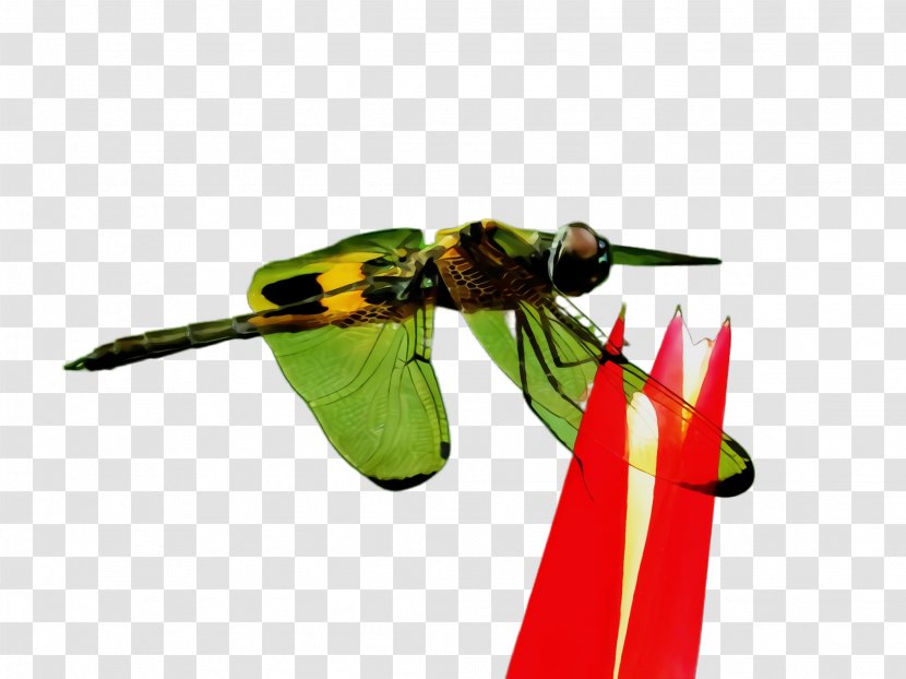 Insect Eumenidae Pest Yellow Wasp - Paint - Fly Dragonflies And Damseflies Transparent PNG