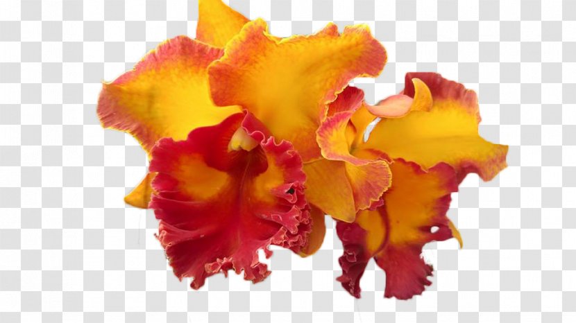 Cattleya Orchids Moth Cut Flowers Iris Family Petal - Hoa Lan Transparent PNG