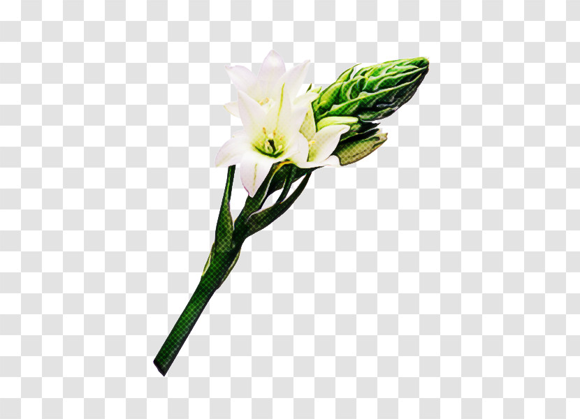 Floral Design Transparent PNG