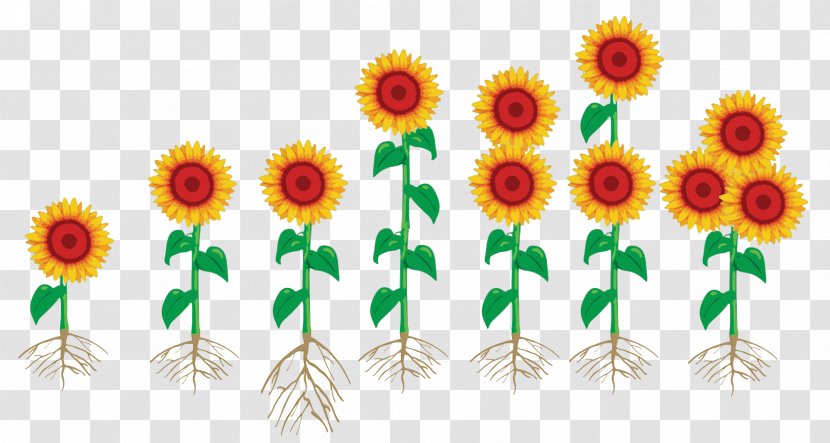 Floral Design Cut Flowers Sunflower Seed Graphics - Flower Arranging Transparent PNG