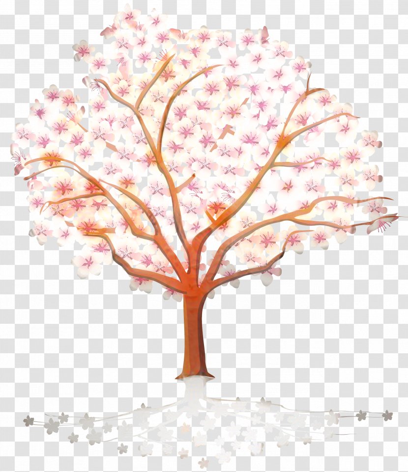 Cherry Blossom Tree Drawing - Deciduous - Peach Transparent PNG