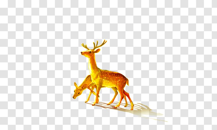 Deer - Organism - Sika Transparent PNG
