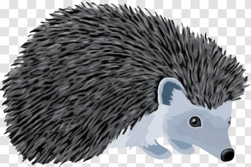 Domesticated Hedgehog Porcupine Echidna Illustration - Organism Transparent PNG