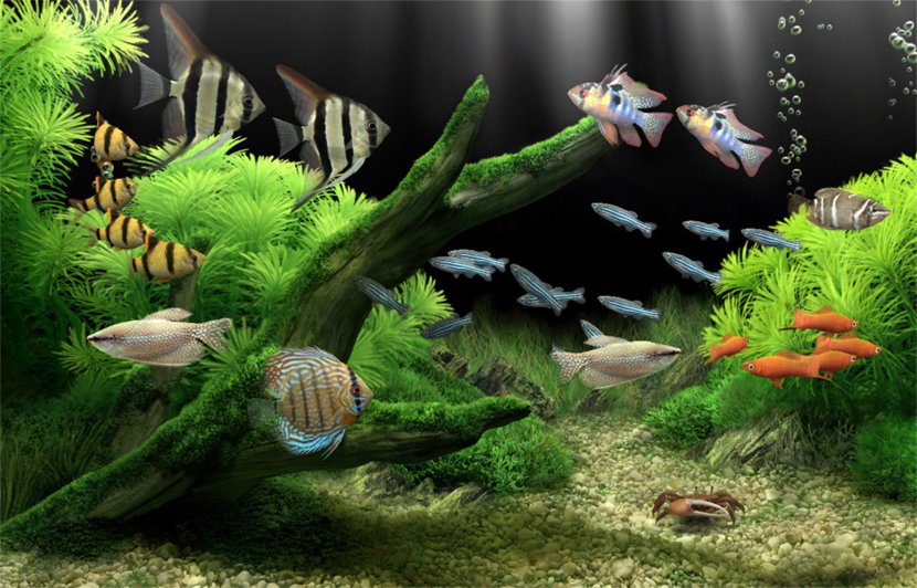 Dream Aquarium Screensaver Desktop Wallpaper Aquariums - Computer Monitors Transparent PNG