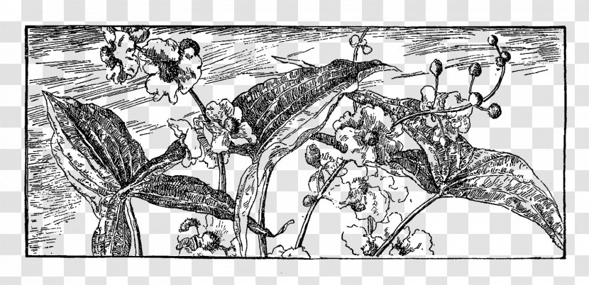 Mammal Ecosystem Line Art Visual Arts Sketch - Monochrome - Botanical Illustration Transparent PNG