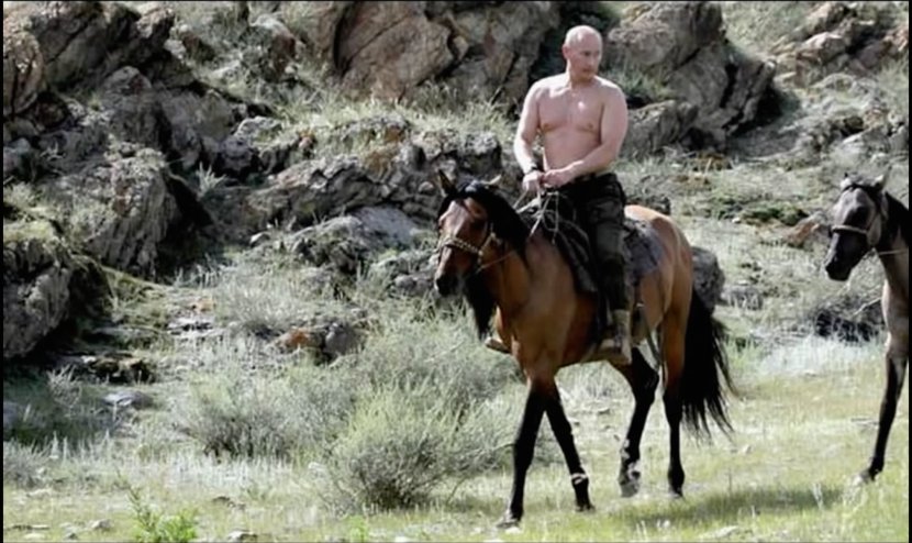 Tuva United States Horse President Of Russia Equestrian - Like Mammal - Vladimir Putin Transparent PNG
