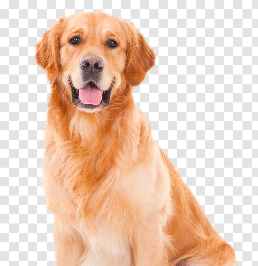 Dog Golden Retriever Retriever Companion Dog Sporting Group Transparent PNG