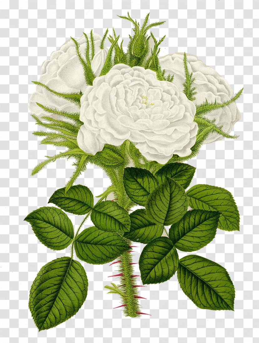 Flower Garden Roses Centifolia Rosa Multiflora Printmaking - Leaf - White Transparent PNG