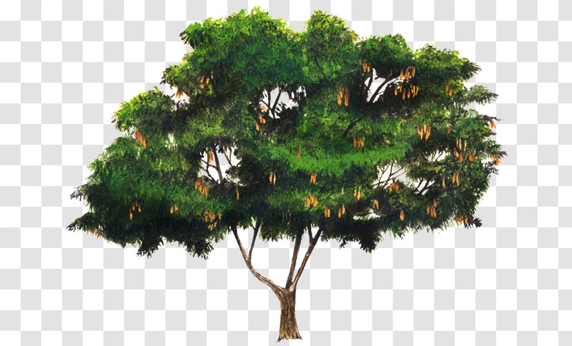 Pine Albizia Lebbeck Julibrissin Acacia Legumes - Tree Transparent PNG