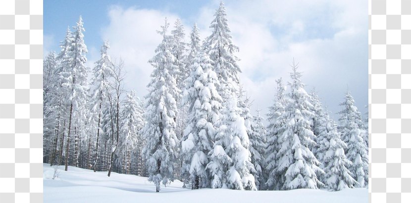 Spruce Newberry Horse Fir Rijdende Artillerie - Winter - Snow Trees Transparent PNG