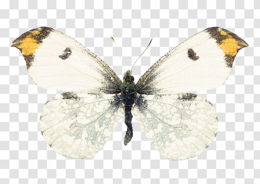 Swallowtail Butterfly Insect Moth Transparent PNG