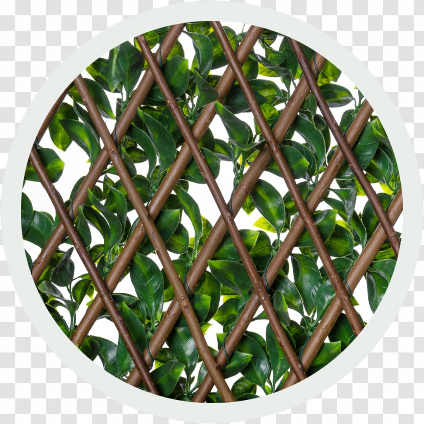 Trellis Latticework Hedge Ivy Tree - Lattice Transparent PNG