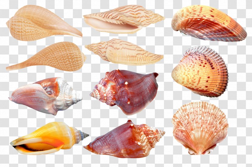 Seashell Cockle Conchology Clam - Mussel - Oyster Transparent PNG