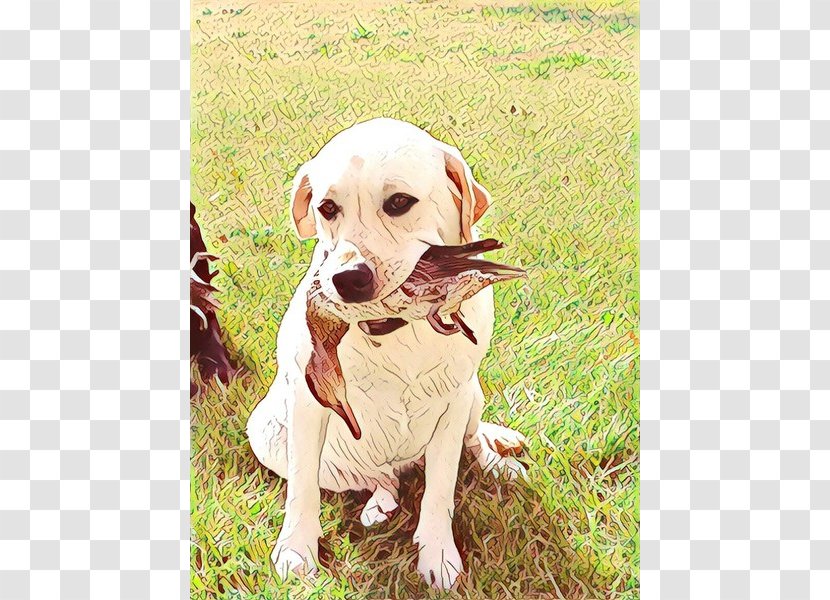 Dog Labrador Retriever Sporting Group Puppy Transparent PNG