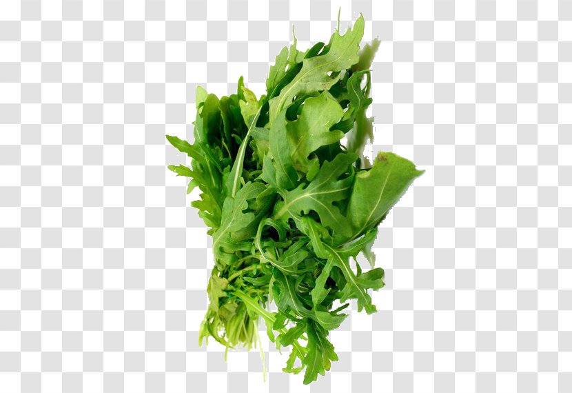 Coriander Parsley Marjoram Leaf Vegetable Herb - Side Dish - Salad Transparent PNG