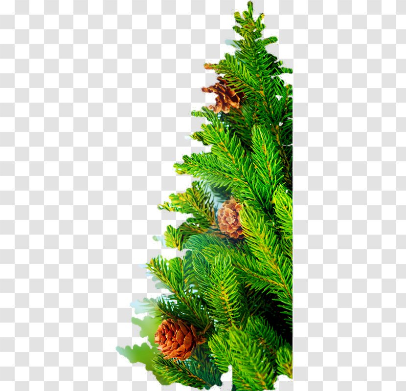 Christmas Tree Spruce Day Nordmann Fir - Fern Transparent PNG