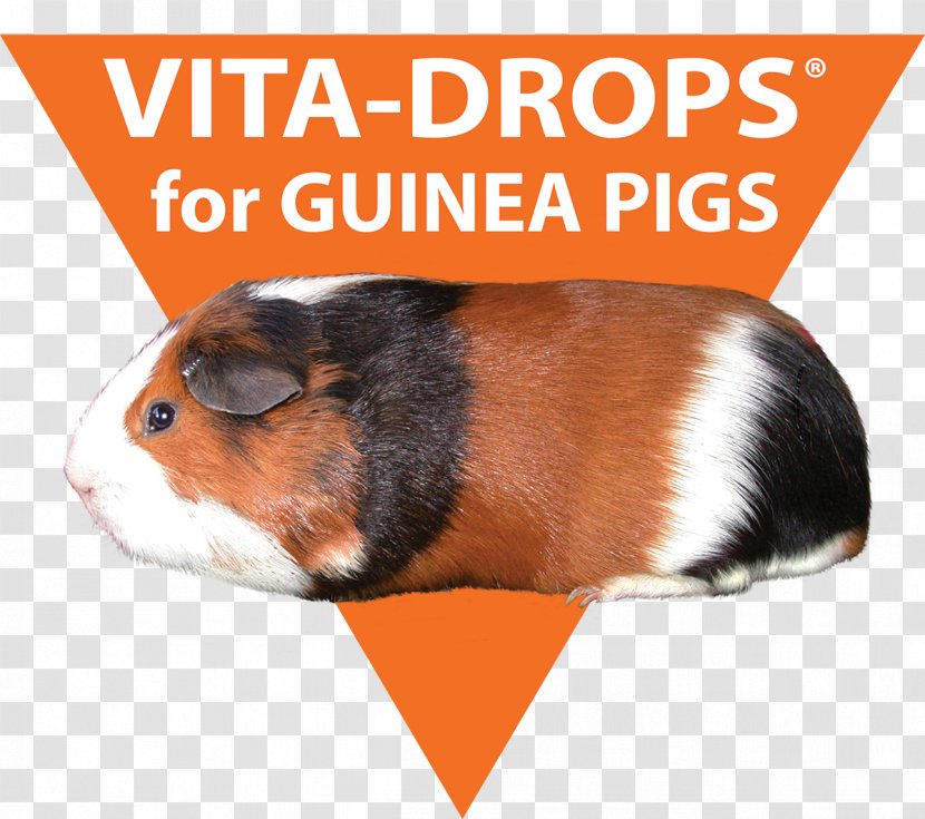 Guinea Pig Scurvy Vitamin C Hypovitaminosis Transparent PNG
