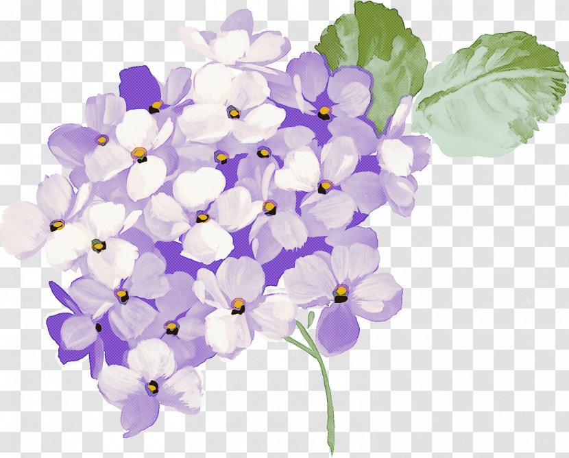 Lavender - Plant - Cut Flowers Transparent PNG