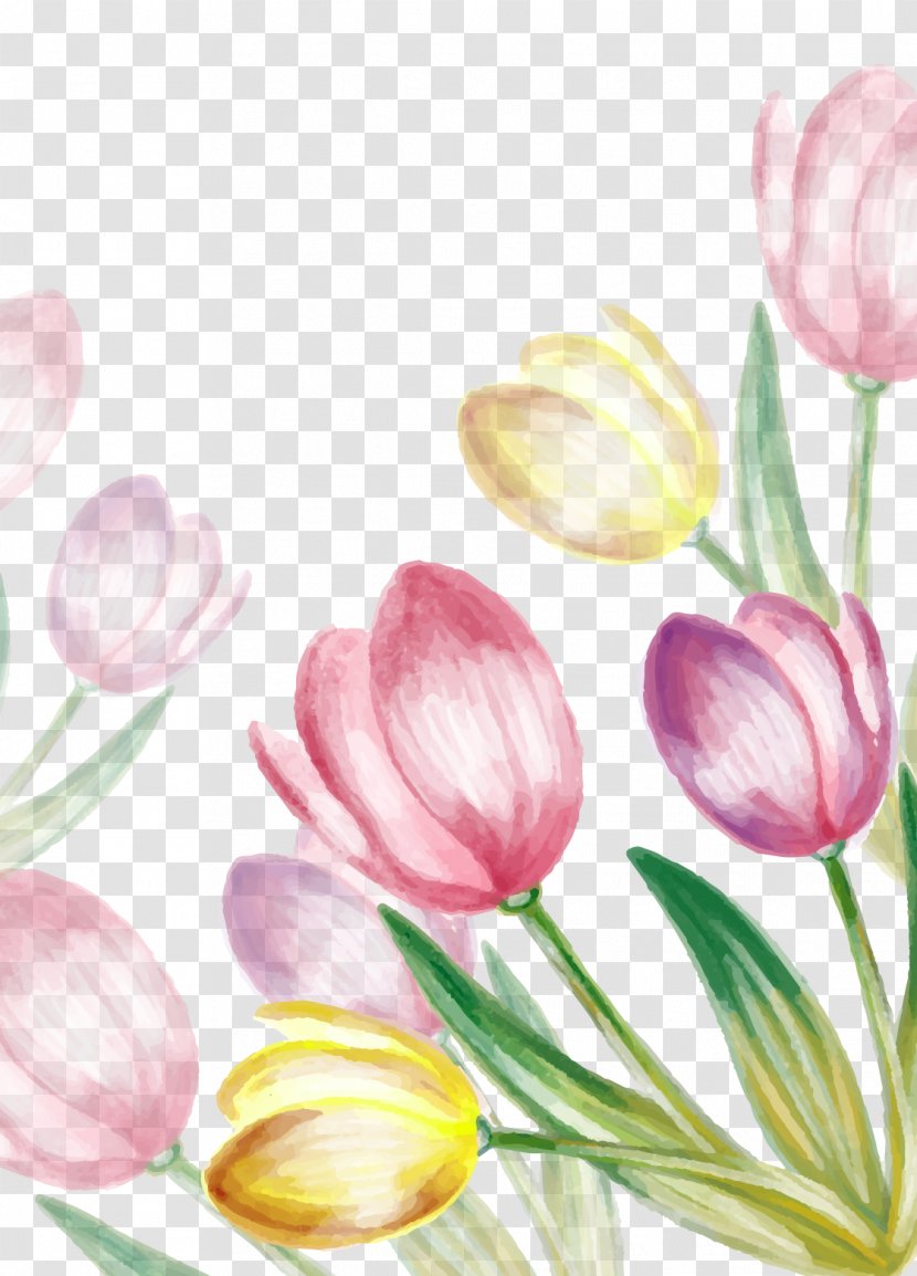 Water Painted Tulip Vector - Blossom Transparent PNG