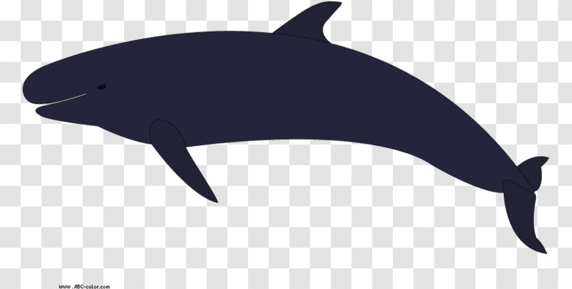 Whale Cartoon - Common Dolphins - Fish Transparent PNG