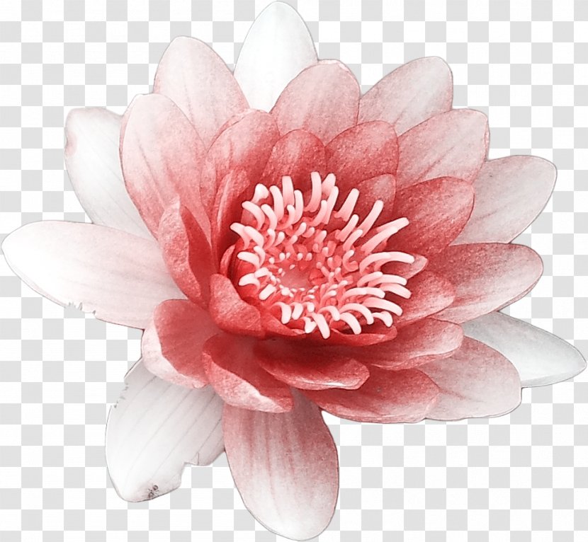 Download Flower Nelumbo Nucifera - Lossless Compression - Burning Bright Lotus Transparent PNG